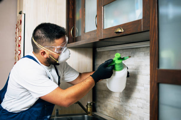 Wasp Removal Services in Queen Creek, AZ
