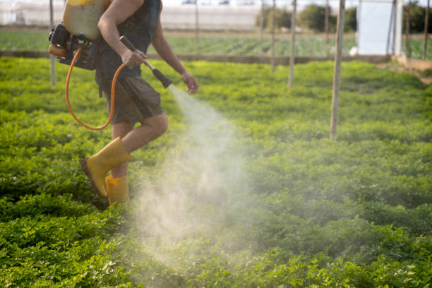 Best Pest Control Near Me  in Queen Creek, AZ