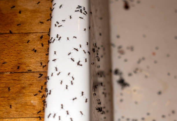 Pest Prevention Services in Queen Creek, AZ